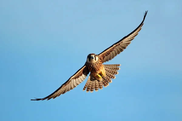 Falcão Lanner em voo — Fotografia de Stock