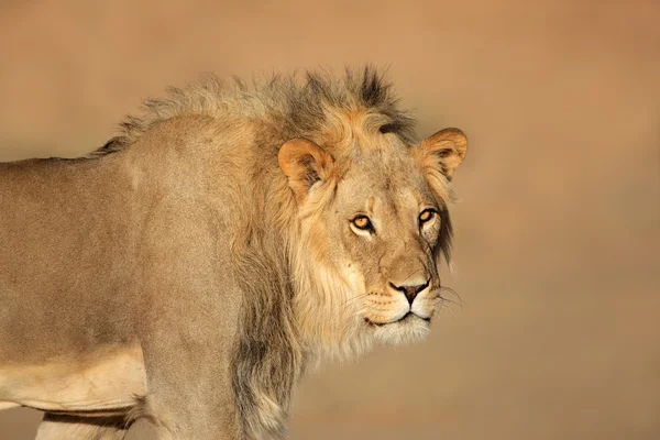 アフリカのライオンの肖像画 — ストック写真