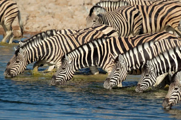 Planícies zebras água potável — Fotografia de Stock