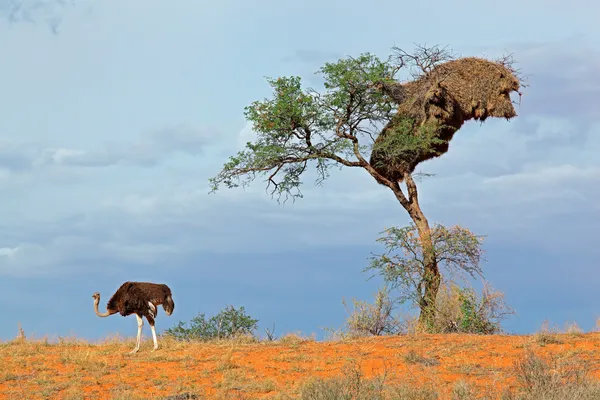 Ostrich and Acacia tree — Stock Photo, Image