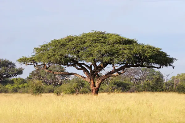 Árbol de acacia africana —  Fotos de Stock