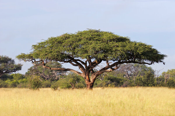 Acacia tree (Acacia erioloba), Hwange National Park, Zimbabwe, southern Afric