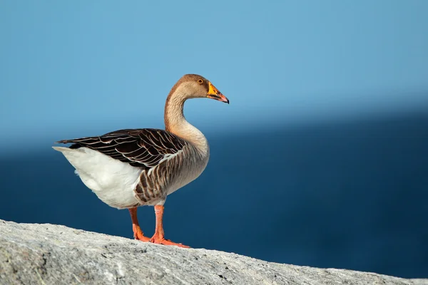 Domesticated greylag goose — Stock Photo, Image