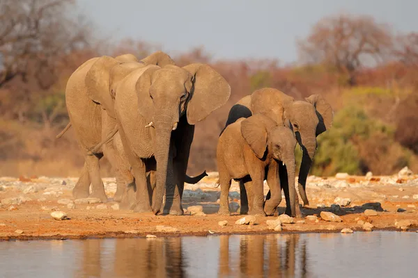 Olifanten op waterhole — Stockfoto