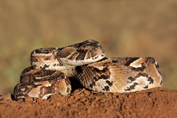 Puffotter — Stockfoto