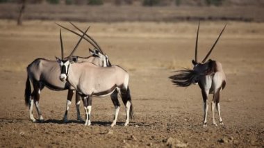 Gemsbok antilop