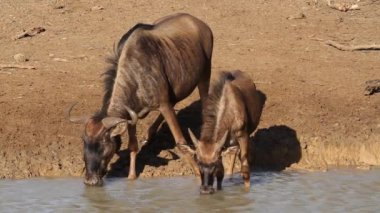 içme wildebeest