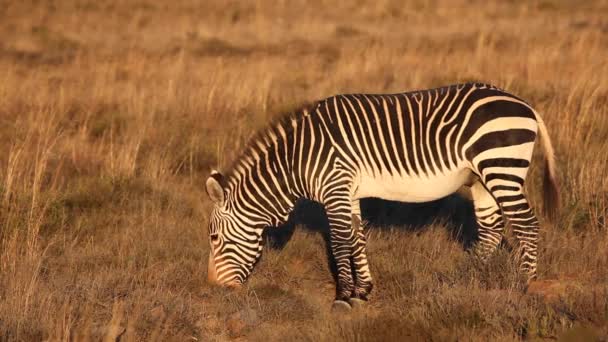 Cape Dağ zebrası — Stok video