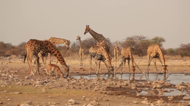 Giraffer på vattenhål — Stockvideo