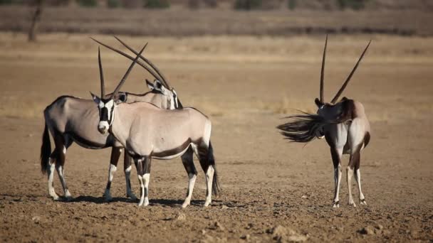 Gemsbok antelopes — Stock Video