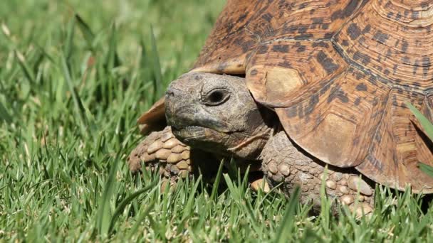 Leopard schildpad — Stockvideo