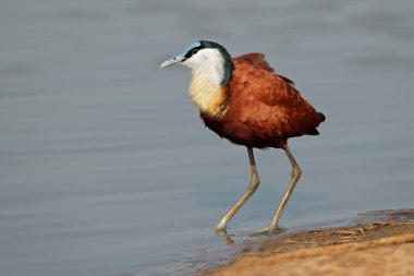 afrika jacana