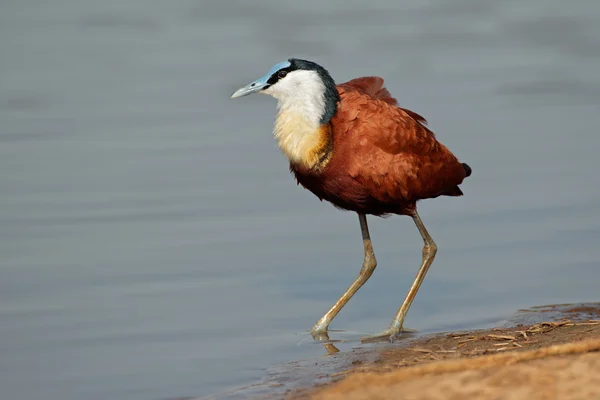 Afrikaanse jacana 's — Stockfoto