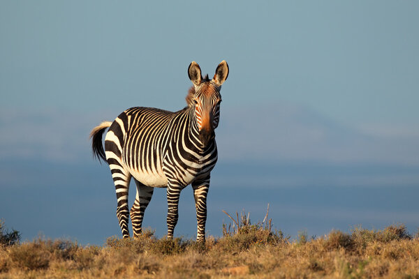 Cape Mountain Zebra (Equus zebra), Mountain Zebra National Park, South Afric