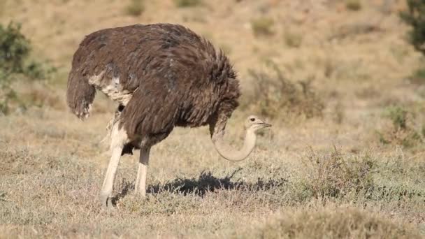 Foraging ostrich — Stock Video