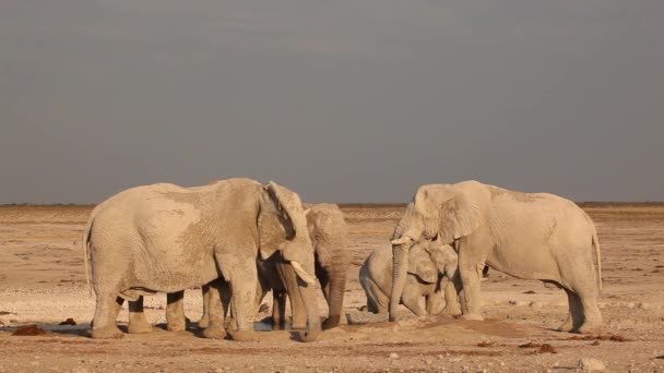 African elephants at waterhole — Stock Video