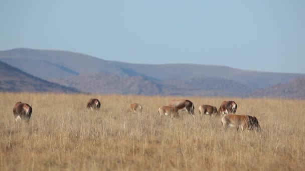 Antílopes blesbok pastosos — Vídeos de Stock