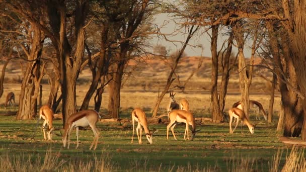 Pastoreo springbok — Vídeos de Stock