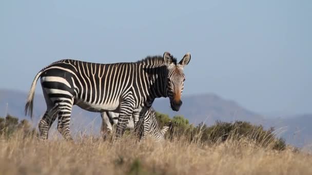 Promontorio montagna zebra — Video Stock