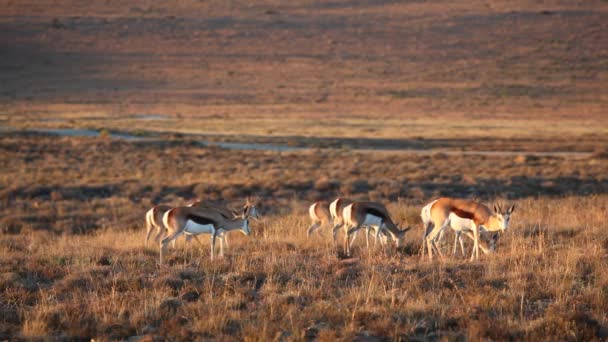 Grazing springbok antelopes — Stock Video