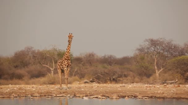 Жираф у водопоя — стоковое видео