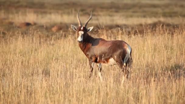 Blesbok antelope — Stockvideo