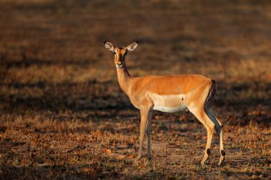 impala antilopu