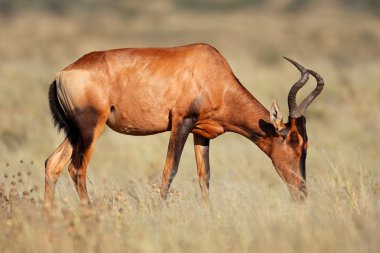 Kırmızı hartebeest