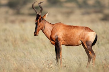 Kırmızı hartebeest