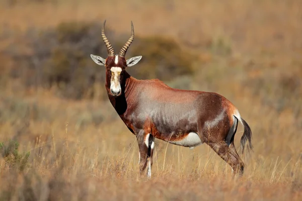 Blesbok antelope — Stock Photo, Image