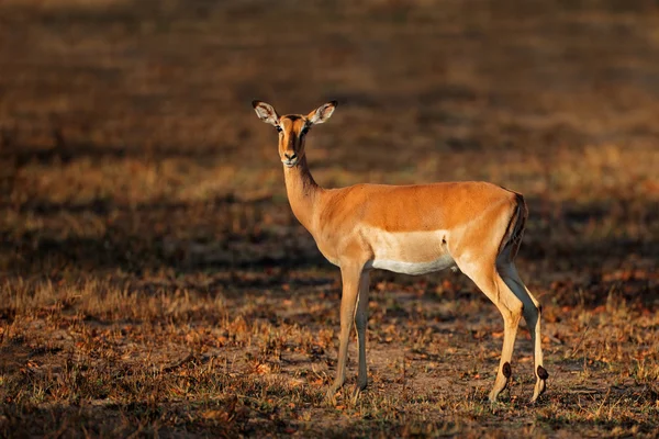 Impala antilopy — Stock fotografie