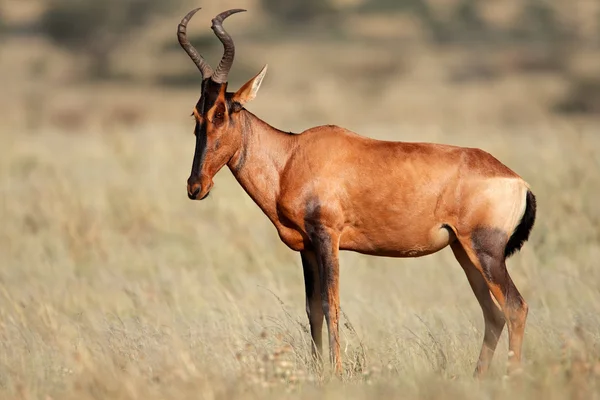 Kırmızı hartebeest — Stok fotoğraf