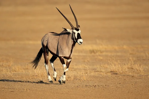 Correre antilope gemsbok — Foto Stock