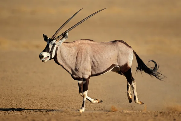 Running gemsbok antelope — Stock Photo, Image