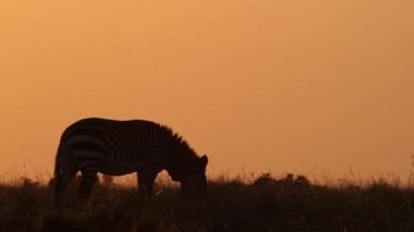 sunrise adlı Dağ zebrası