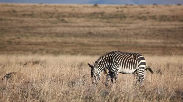 Cape berg zebror — Stockvideo