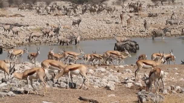 Etosha vattenhål — Stockvideo