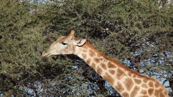 Giraf voederen — Stockvideo