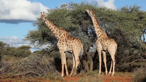 Feeding giraffes — Stock Video