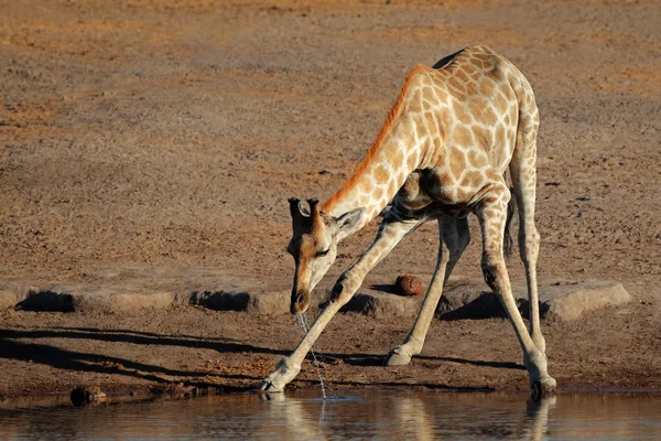 Giraffe drinking water — Stock Photo, Image