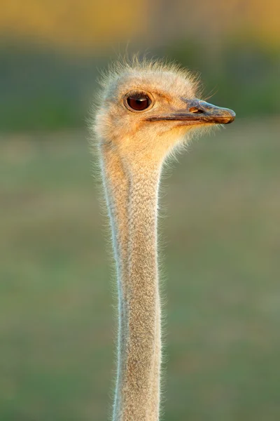 Struisvogel portret — Stockfoto