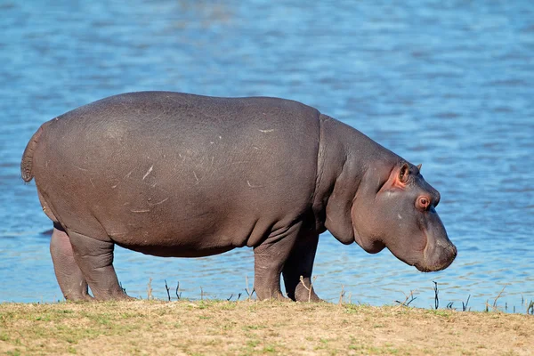 Nilpferd — Stockfoto