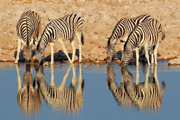 Pláně zebry pitné vody — Stock fotografie