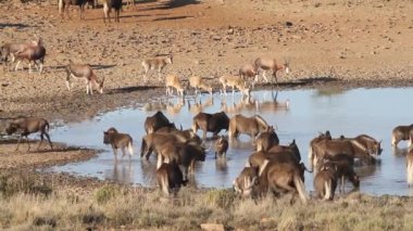 Manda ve antilop bir ziyarette200