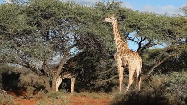 Feeding giraffes — Stock Video