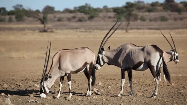 Gemsbok antelopes — Stock Video