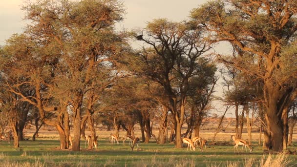 Pastoreo springbok — Vídeos de Stock