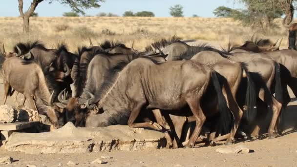 Wildebeest che beve — Video Stock