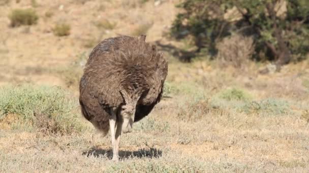 Foraging ostrich — Stock Video