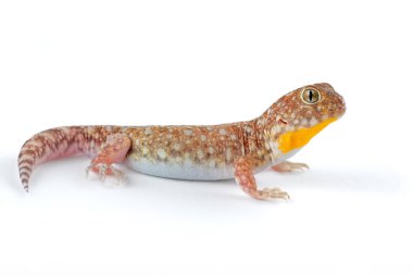 African barking gecko clipart